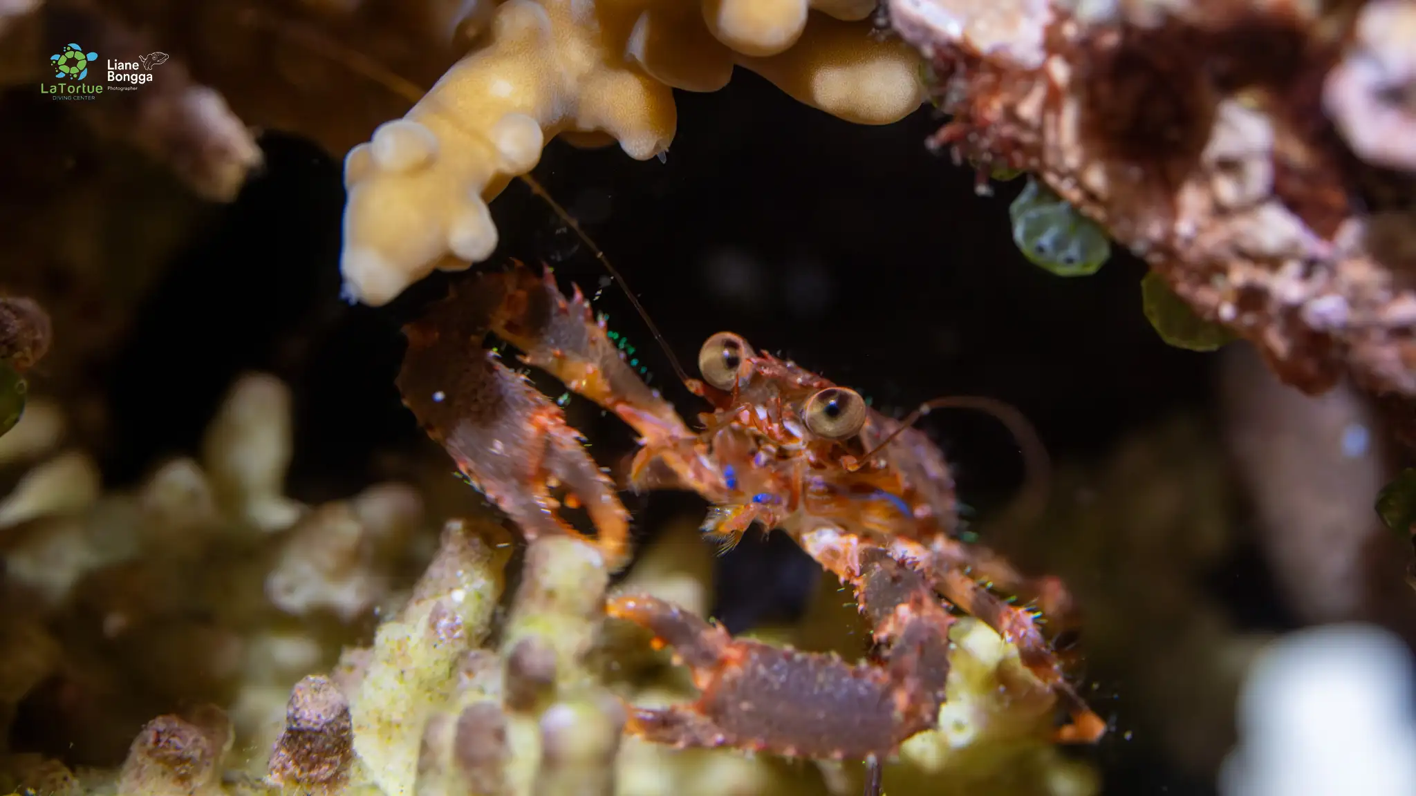 Coral crab - La Tortue muck site - 12m